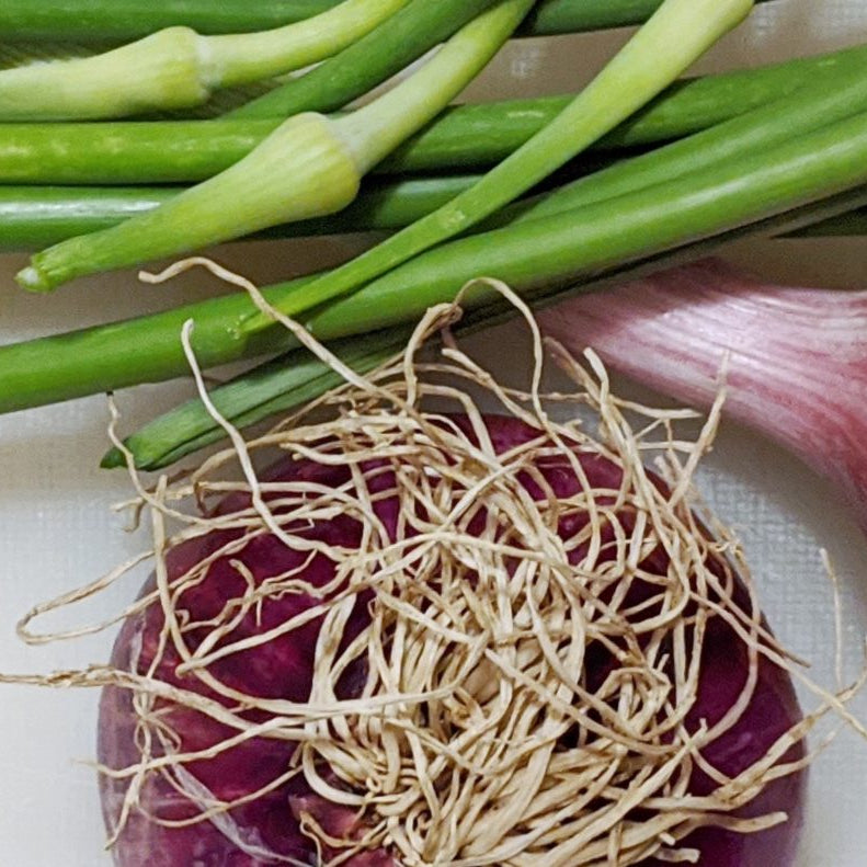 Garlic and onions and shallots, oh my!