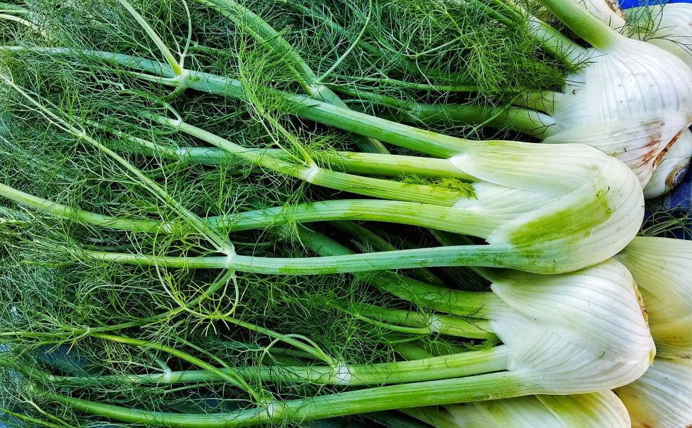 Italian Style Baked Fennel